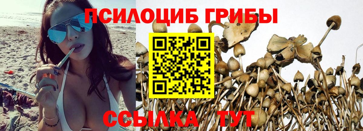 Псилоцибиновые грибы GOLDEN TEACHER  что такое наркотик  Мичуринск  Вход с VPN  Псилоцибиновые грибы Magic Shrooms 